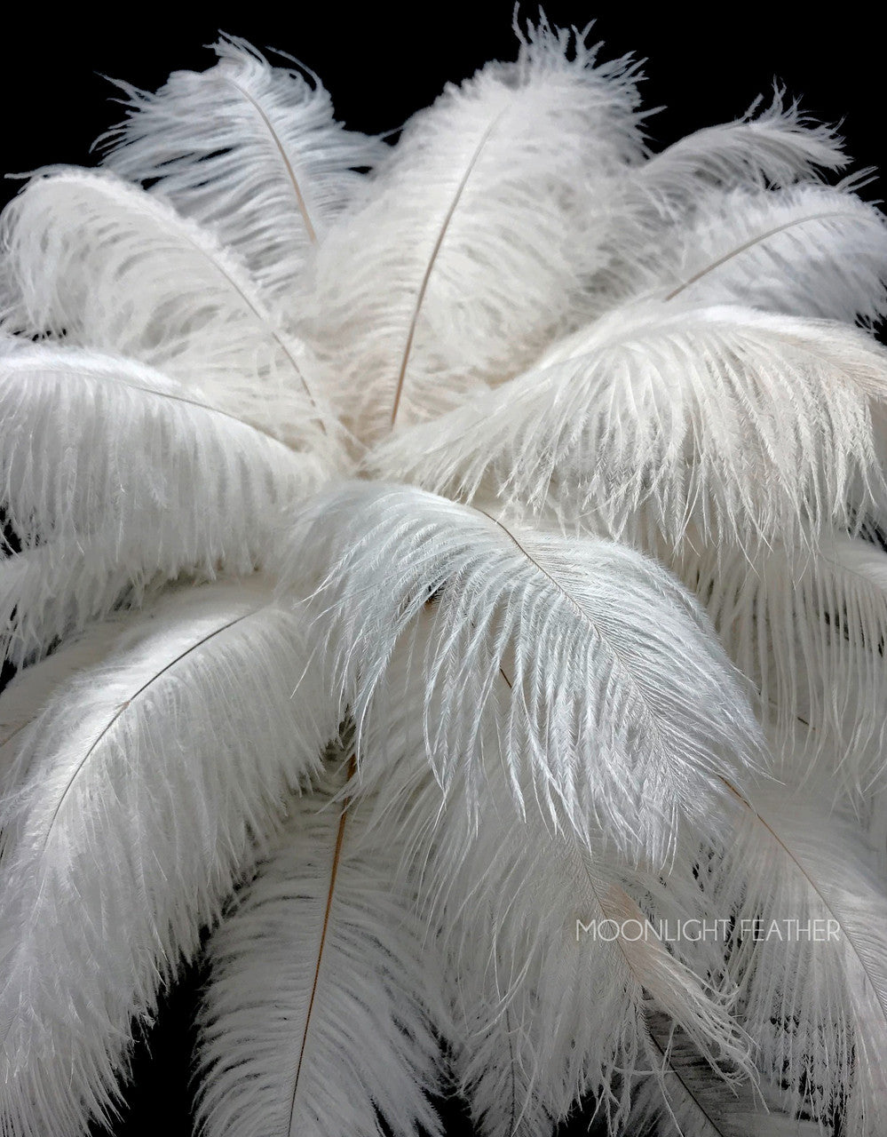 1/2 Lb. - 9-13" Off White Bleached Ostrich Body Drab Wholesale Feathers (Bulk)