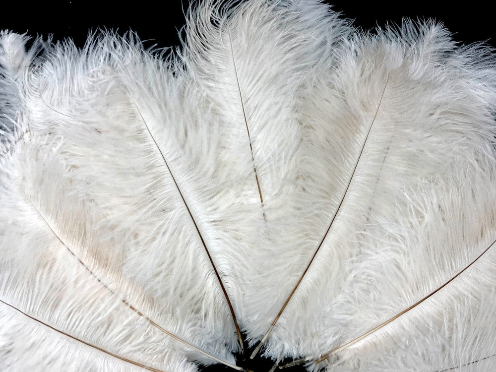 10 Pieces - 11-13" Off White Bleached Ostrich Drabs Body Feathers