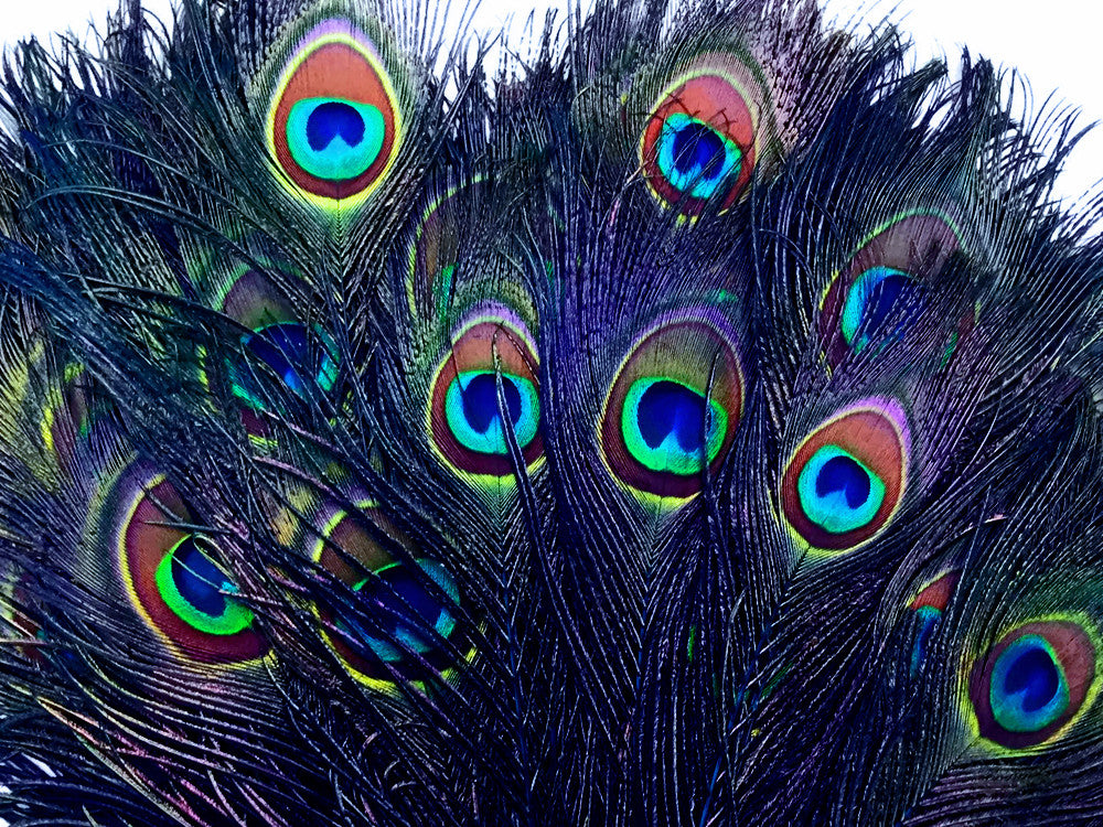 50 Pieces - 20-25" Royal Blue Dyed Over Natural Long Peacock Tail Eye Wholesale Feathers (Bulk)