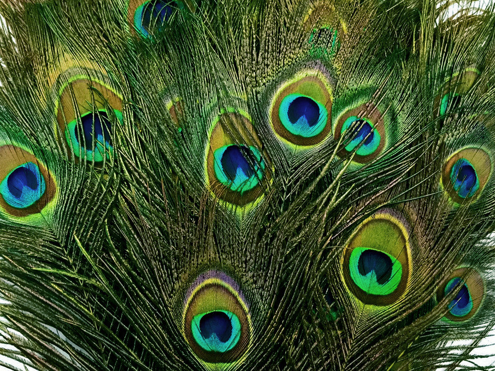 50 Pieces - 20-25" Kelly Green Dyed Over Natural Long Peacock Tail Eye Wholesale Feathers (Bulk)