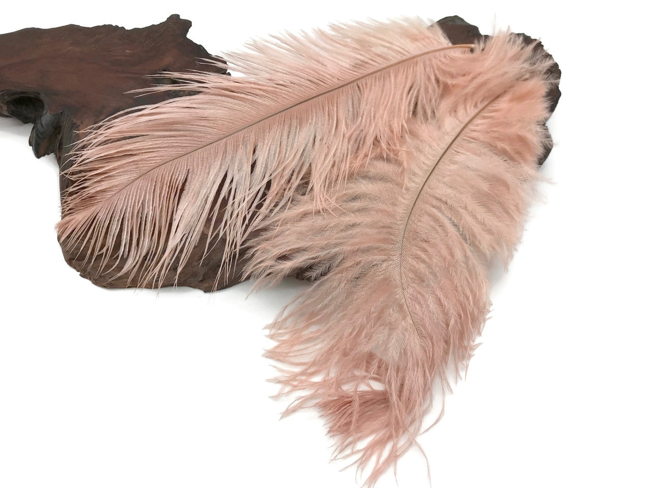 10 Pieces - 19-24" Champagne Ostrich Dyed Drabs Body Feathers