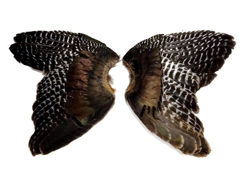 1 Pair - Natural Wild Barred Merriam Turkey Complete Large Wing Feathers (bulk)