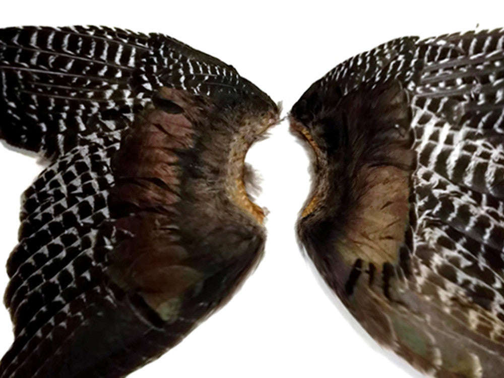 1 Pair - Natural Wild Barred Merriam Turkey Complete Large Wing Feathers (bulk)