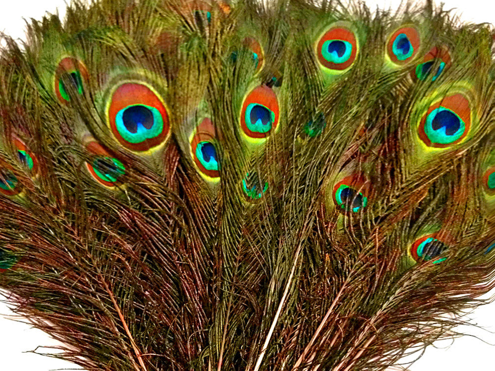 100 Pieces - 10-12" Natural Iridescent Green Peacock Tail Eye Wholesale Feathers (Bulk)