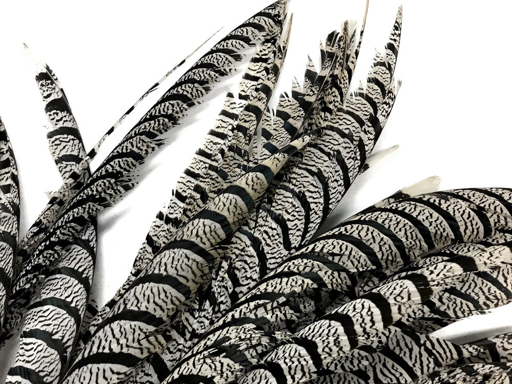 5 Pieces - 30-35" Natural Zebra Black And White Lady Amherst Pheasant Tail Super Long Feathers