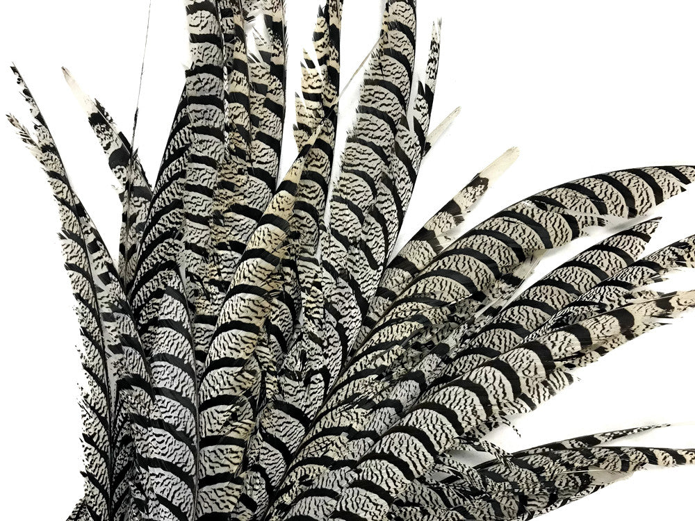 5 Pieces - 30-35" Natural Zebra Black And White Lady Amherst Pheasant Tail Super Long Feathers