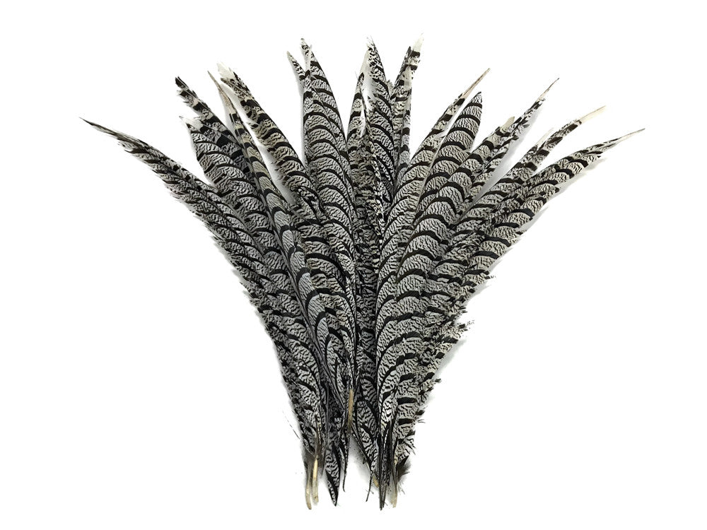 5 Pieces - 30-35" Natural Zebra Black And White Lady Amherst Pheasant Tail Super Long Feathers