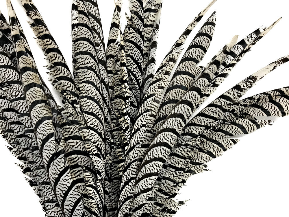 5 Pieces - 30-35" Natural Zebra Black And White Lady Amherst Pheasant Tail Super Long Feathers