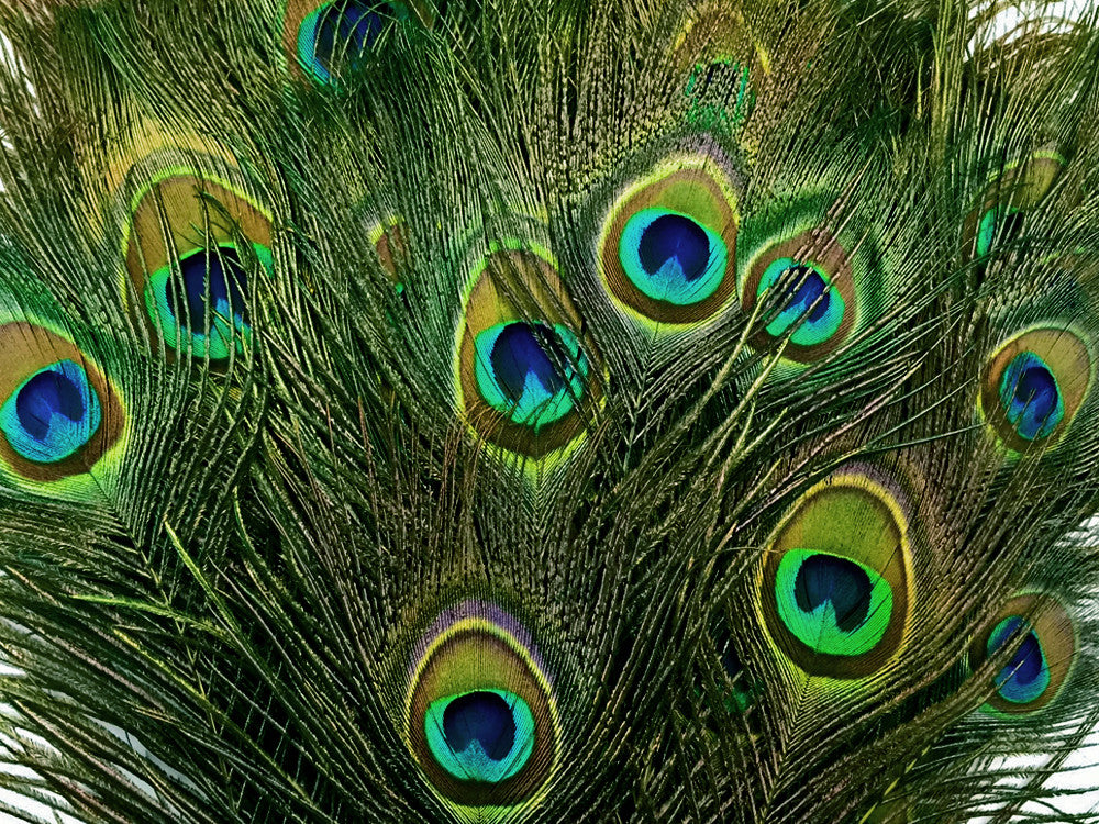 50 Pieces - 30-35" Kelly Green Dyed Over Natural Long Peacock Tail Eye Wholesale Feathers (Bulk)