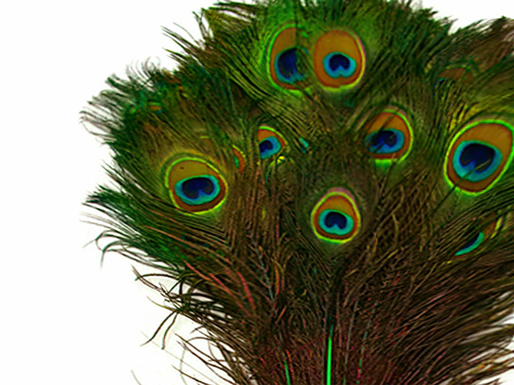 50 Pieces - 30-35" Kelly Green Dyed Over Natural Long Peacock Tail Eye Wholesale Feathers (Bulk)