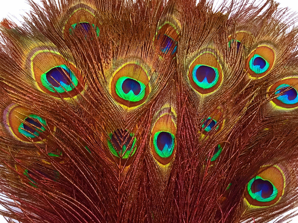 50 Pieces - 20-25" Orange Dyed Over Natural Long Peacock Tail Eye Wholesale Feathers (Bulk)