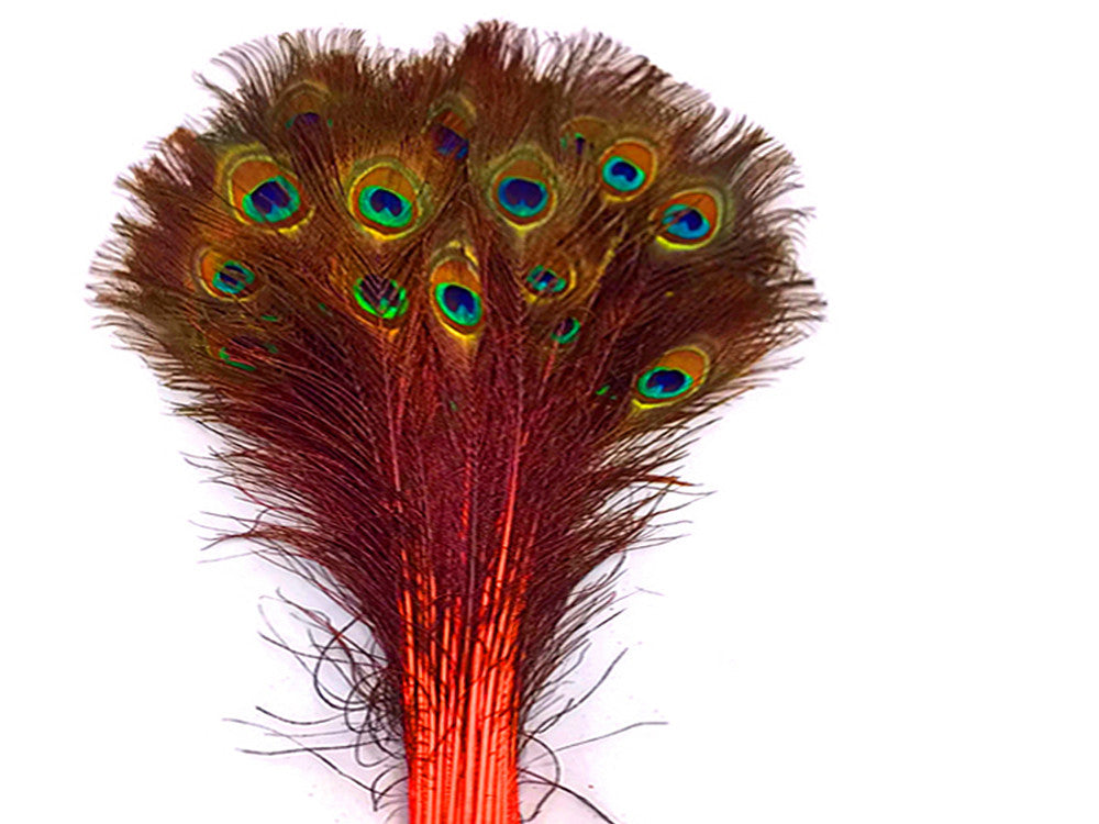 50 Pieces - 30-35" Orange Dyed Over Natural Long Peacock Tail Eye Wholesale Feathers (Bulk)