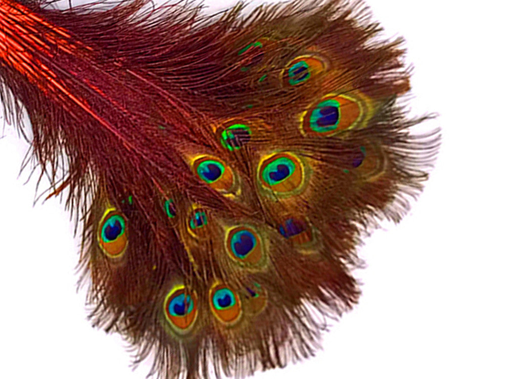 50 Pieces - 30-35" Orange Dyed Over Natural Long Peacock Tail Eye Wholesale Feathers (Bulk)