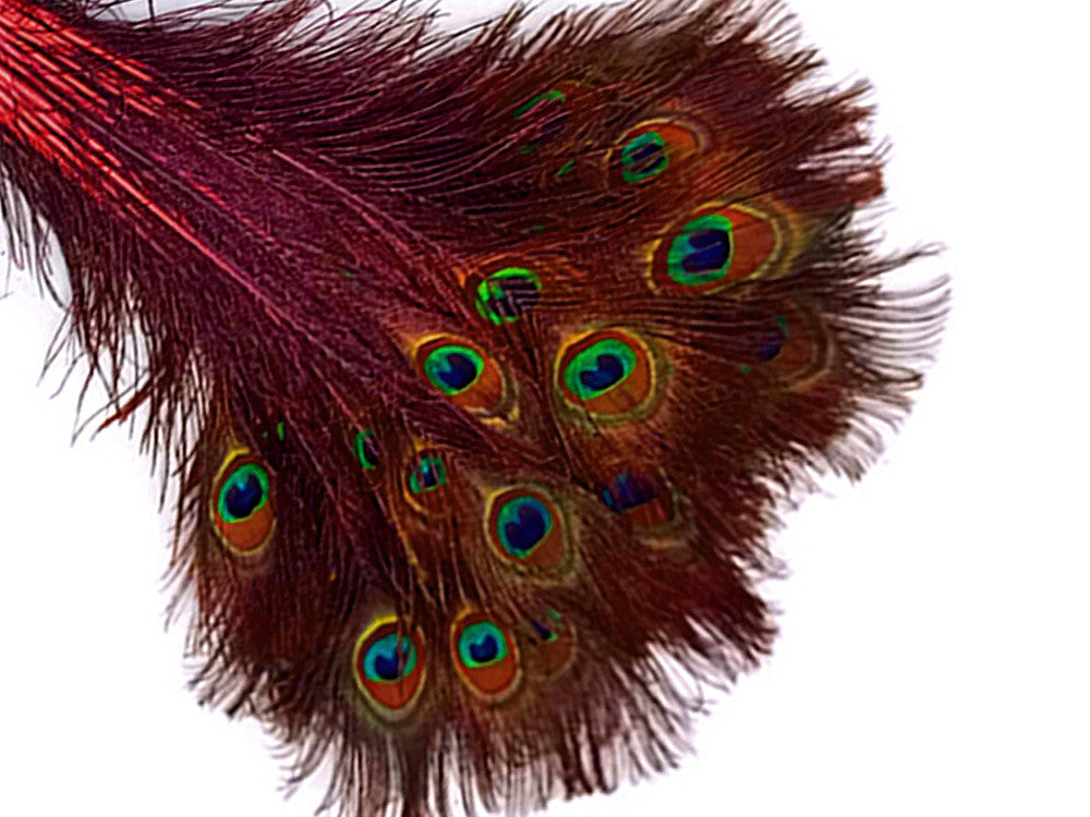 50 Pieces - 30-35" Red Dyed Over Natural Long Peacock Tail Eye Wholesale Feathers (Bulk)