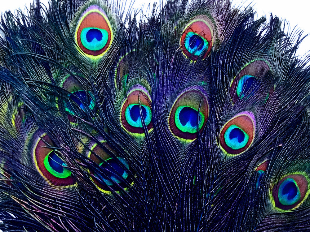 50 Pieces - 30-35" Royal Blue Dyed Over Natural Long Peacock Tail Eye Wholesale Feathers (Bulk)