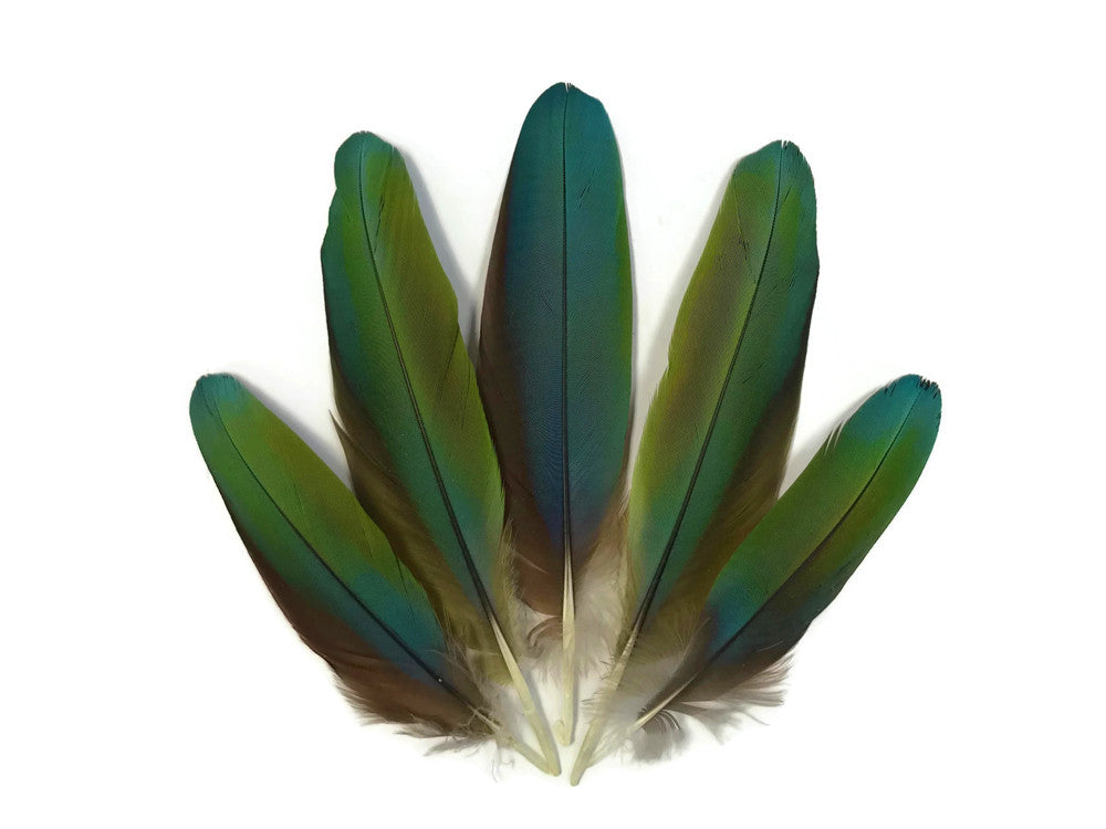 4 Pieces - Iridescent Green & Blue Greenwing Macaw Soft Wing Feathers -Rare-