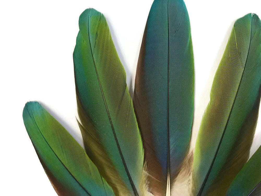 4 Pieces - Iridescent Green & Blue Greenwing Macaw Soft Wing Feathers -Rare-