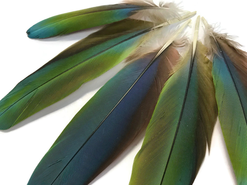 4 Pieces - Iridescent Green & Blue Greenwing Macaw Soft Wing Feathers -Rare-
