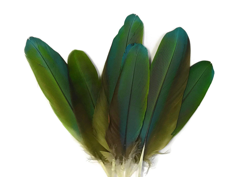4 Pieces - Iridescent Green & Blue Greenwing Macaw Soft Wing Feathers -Rare-