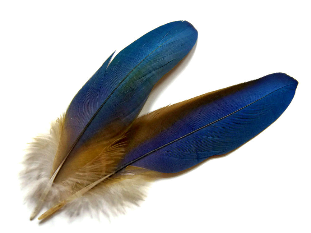 4 Pieces - Blue Greenwing Macaw Small Wing Feathers - Rare -