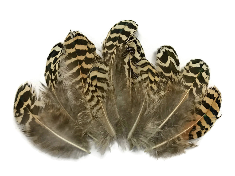 10 Pieces - 3-6" Natural Brown Mottled Peahen Body Plumage Feather