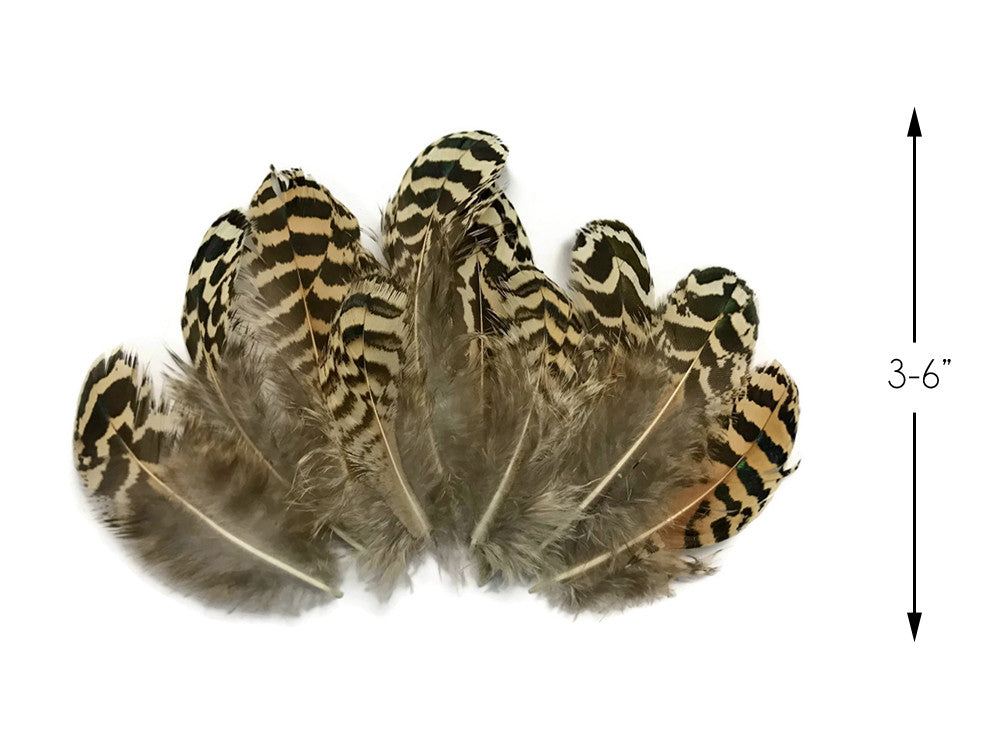 10 Pieces - 3-6" Natural Brown Mottled Peahen Body Plumage Feather