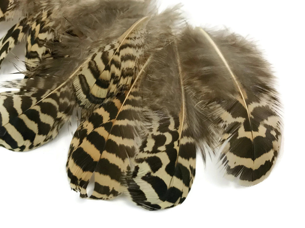 10 Pieces - 3-6" Natural Brown Mottled Peahen Body Plumage Feather