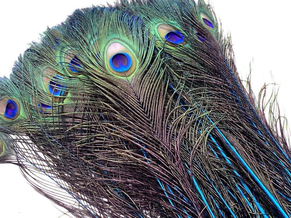 Vibrant peacock feathers with iridescent blue and green eye patterns for crafts and decor.