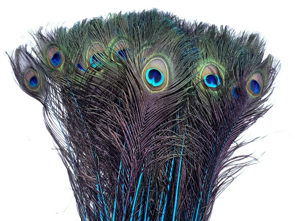 Vibrant peacock feathers with iridescent blue and green eye patterns for crafts and decor.