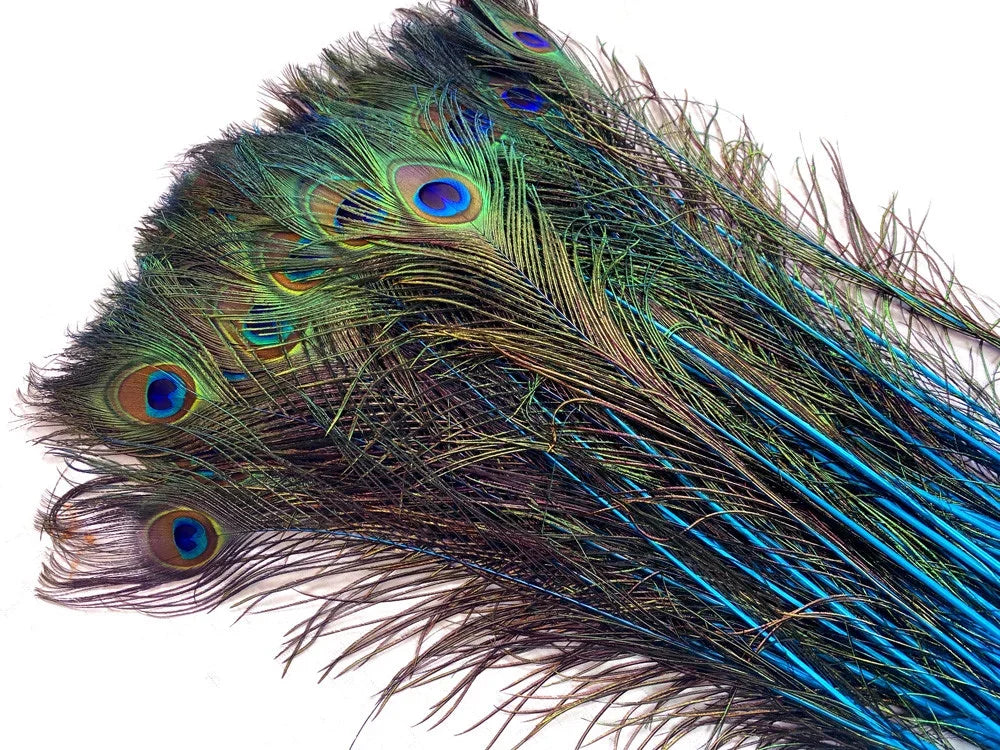 Vibrant iridescent peacock feathers with blue and green eye patterns for crafts and decor.