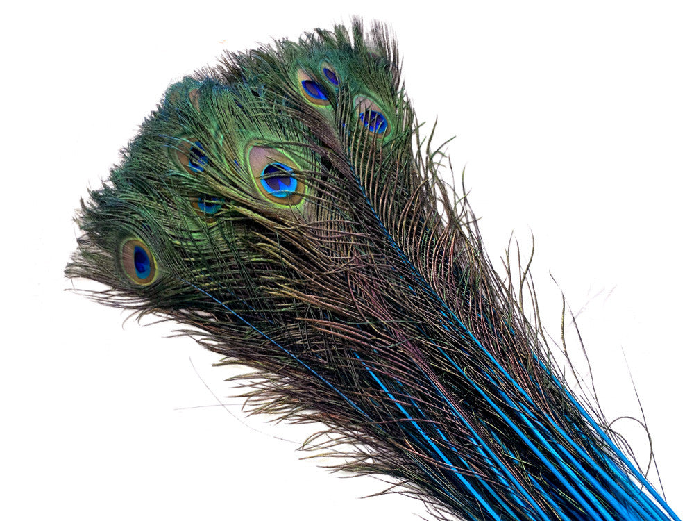 50 Pieces - 30-35" Turquoise Blue Dyed Over Natural Long Peacock Tail Eye Wholesale Feathers (Bulk)