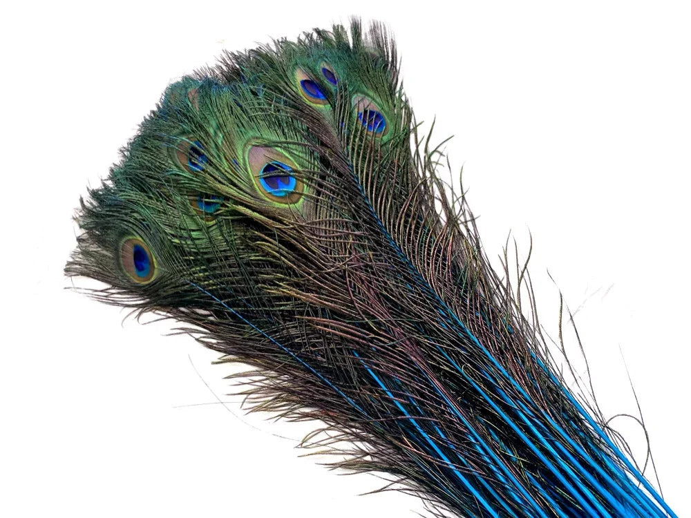 Vibrant iridescent peacock feathers for crafts and fashion decor.