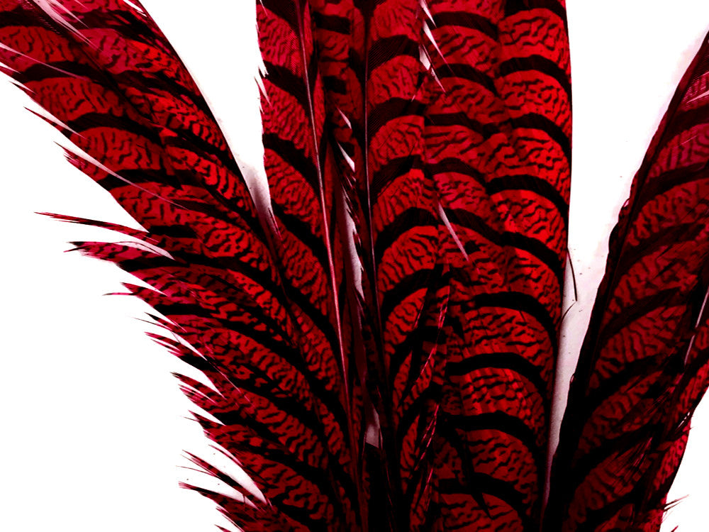 5 Pieces - 30-35" Red Zebra Lady Amherst Pheasant Tail Super Long Feathers