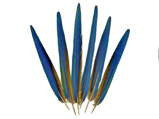 Complete Set of 6 - 17-19" Iridescent Blue Green & Yellow Macaw Tail Feather Set - Rare-