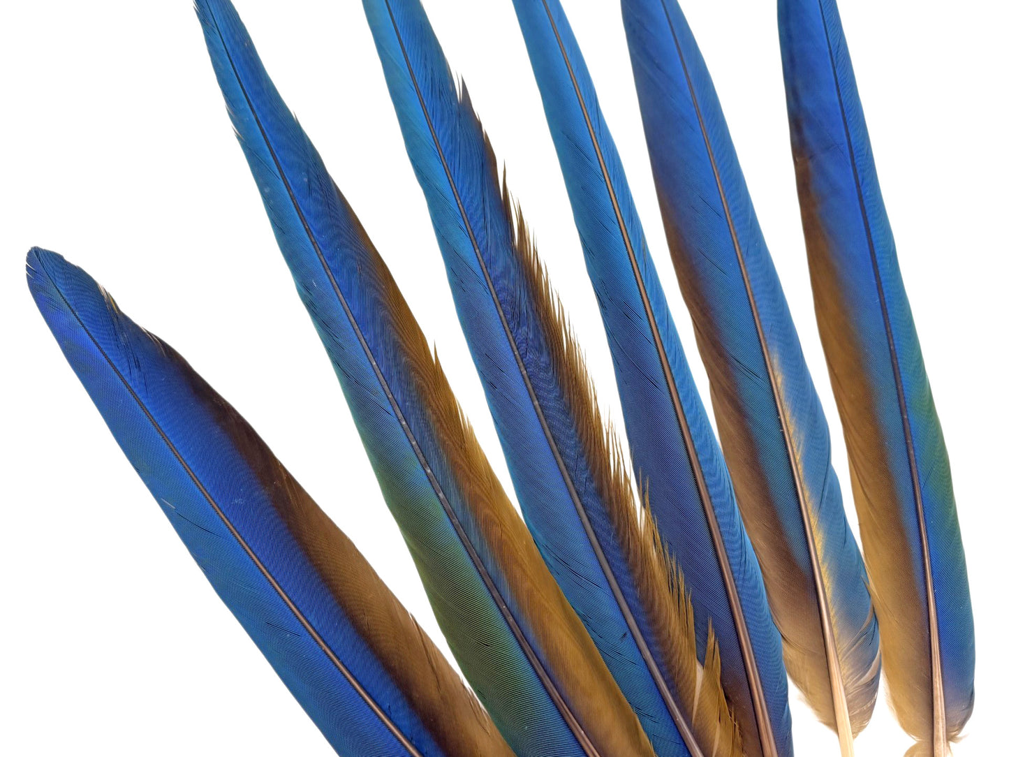 Complete Set of 6 - 17-19" Iridescent Blue Green & Yellow Macaw Tail Feather Set - Rare-