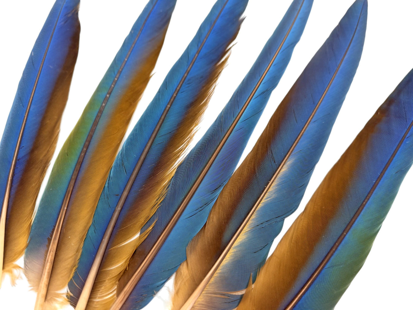 Complete Set of 6 - 17-19" Iridescent Blue Green & Yellow Macaw Tail Feather Set - Rare-