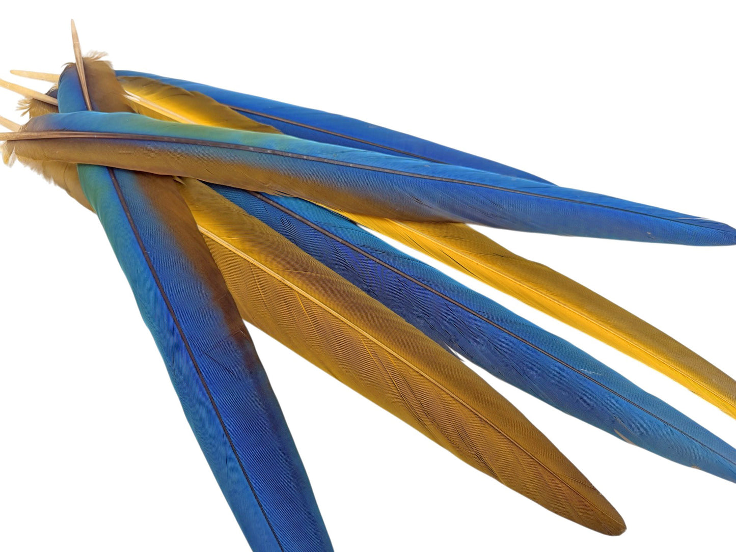 Complete Set of 6 - 17-19" Iridescent Blue Green & Yellow Macaw Tail Feather Set - Rare-
