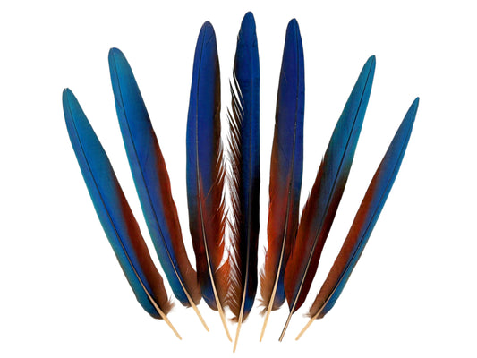 Set of 7 - 12-16" Super Rare Tri Color Ombre Hybrid Macaw Side Tail Feathers - Rare-