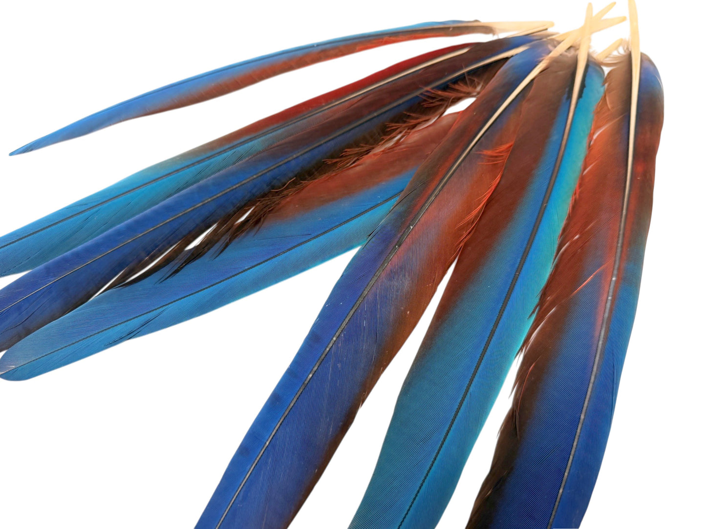 Set of 7 - 12-16" Super Rare Tri Color Ombre Hybrid Macaw Side Tail Feathers - Rare-
