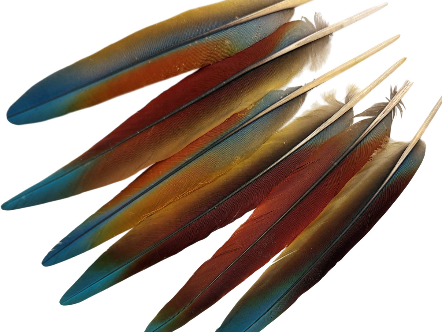 Set of 6 - 13-16" Super Rare Tri Color Ombre Hybrid Macaw Side Tail Feathers - Rare-