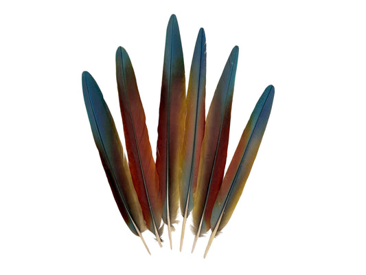 Set of 6 - 13-16" Super Rare Tri Color Ombre Hybrid Macaw Side Tail Feathers - Rare-
