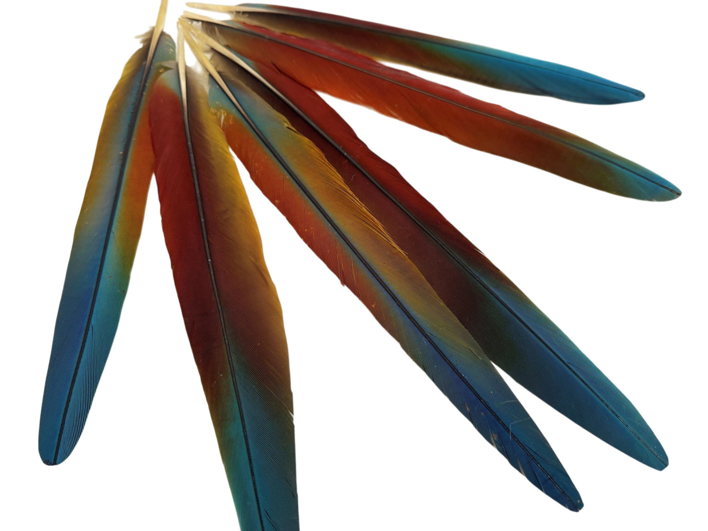 Set of 6 - 13-16" Super Rare Tri Color Ombre Hybrid Macaw Side Tail Feathers - Rare-