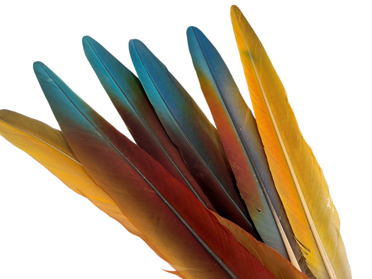 Set of 6 - 13-16" Super Rare Tri Color Ombre Hybrid Macaw Side Tail Feathers - Rare-