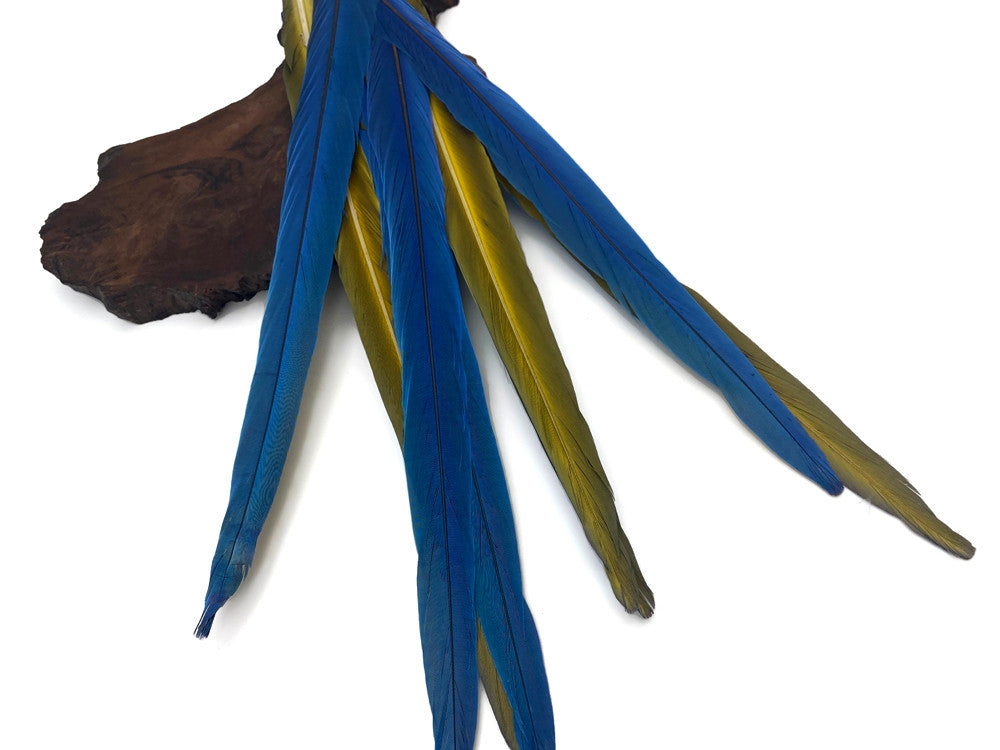 Set of 4 Tails Feathers -  21-26" Iridescent Blue & Yellow Macaw Tail Feather Set - Rare-