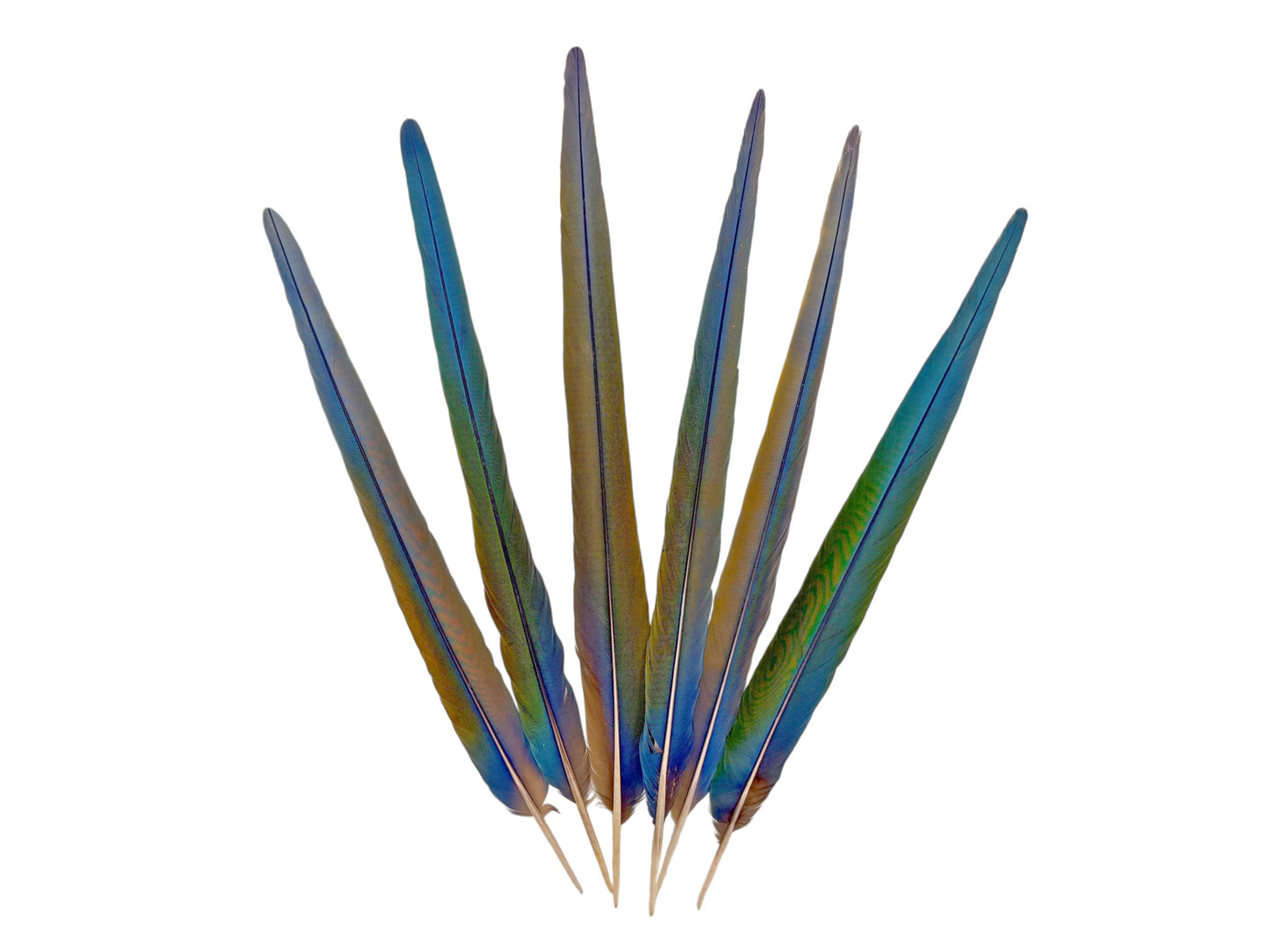 Set of 6- 20-24" Hybrid Tri-Color Ombre Greenwing Macaw Tail Super Long Feather -Rare-