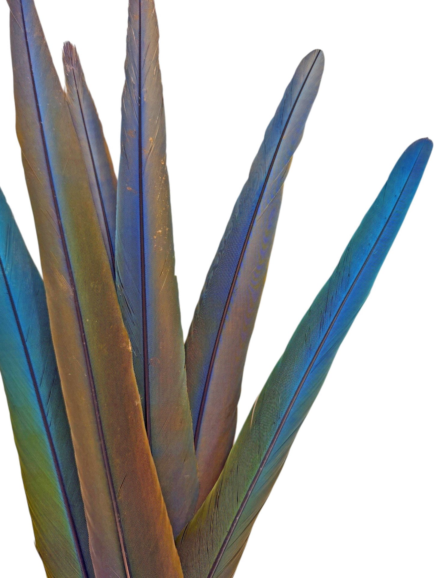 Set of 6- 20-24" Hybrid Tri-Color Ombre Greenwing Macaw Tail Super Long Feather -Rare-