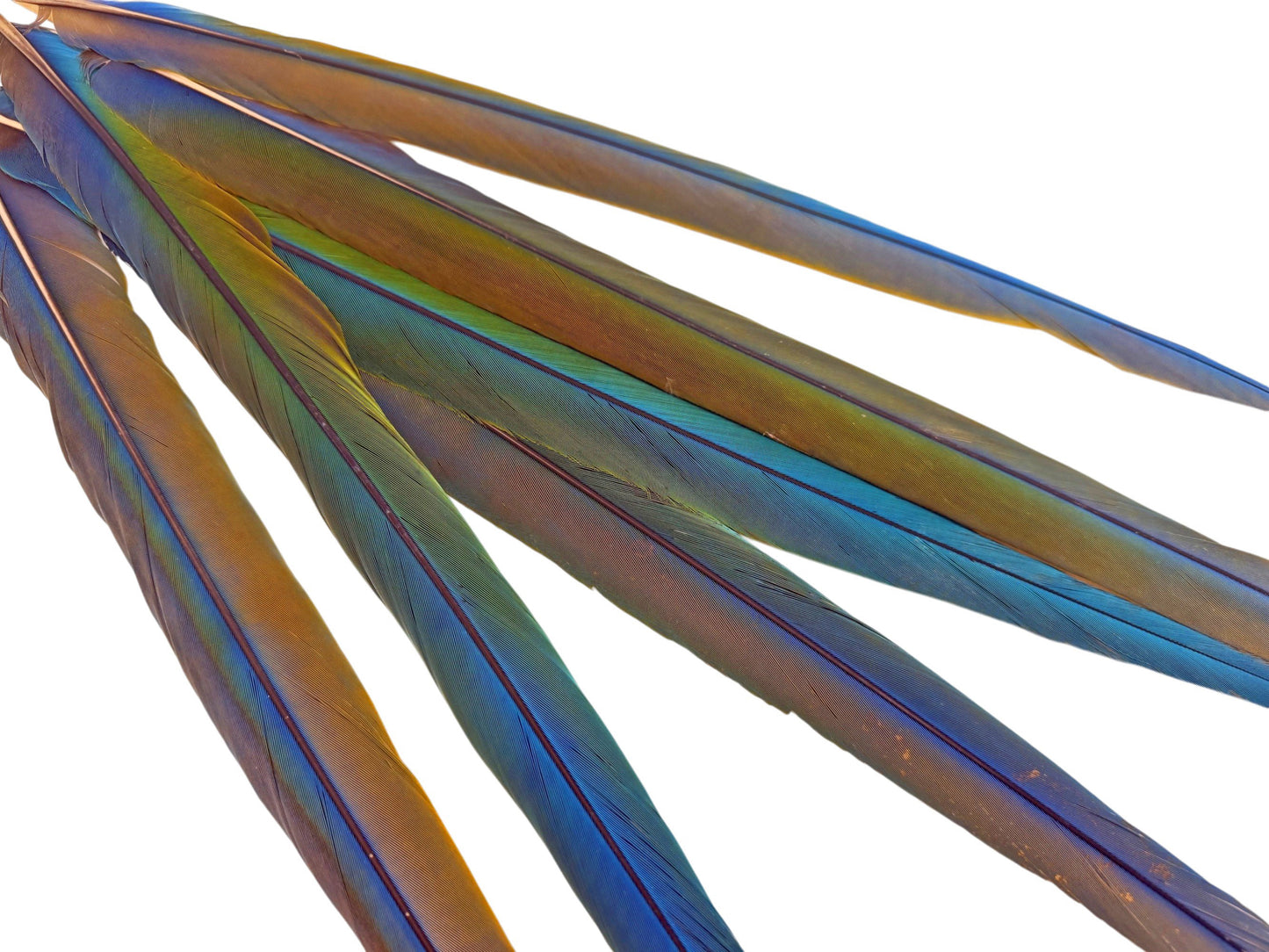 Set of 6- 20-24" Hybrid Tri-Color Ombre Greenwing Macaw Tail Super Long Feather -Rare-