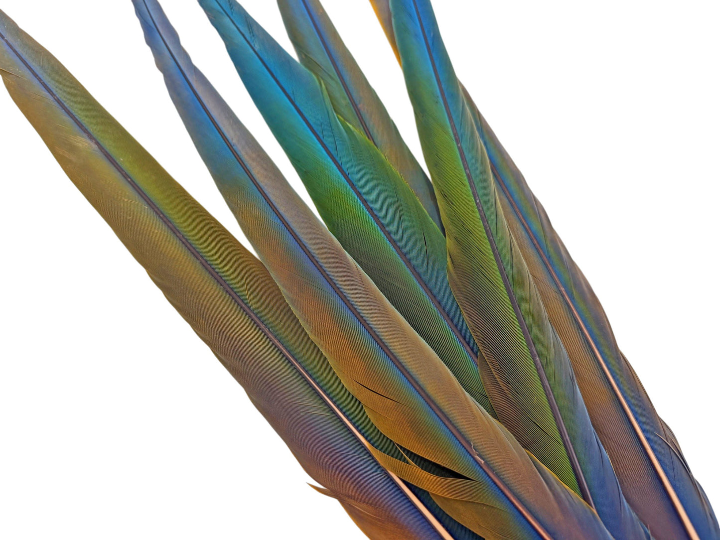Set of 6- 20-24" Hybrid Tri-Color Ombre Greenwing Macaw Tail Super Long Feather -Rare-