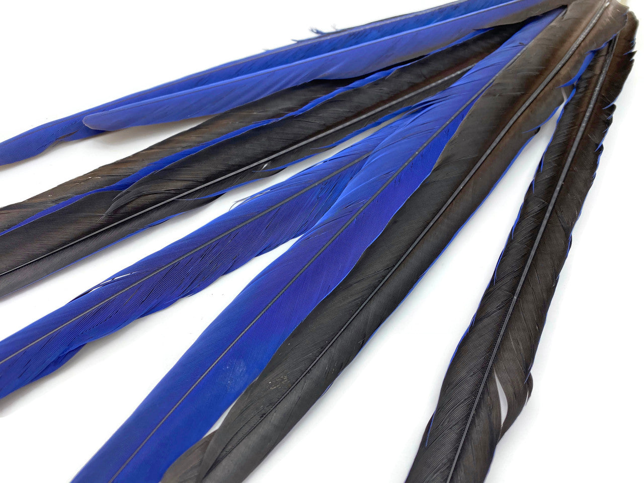 8 Pieces - 18-23" Rare Hyacinth Macaw Tail Super Long Feather -Rare-