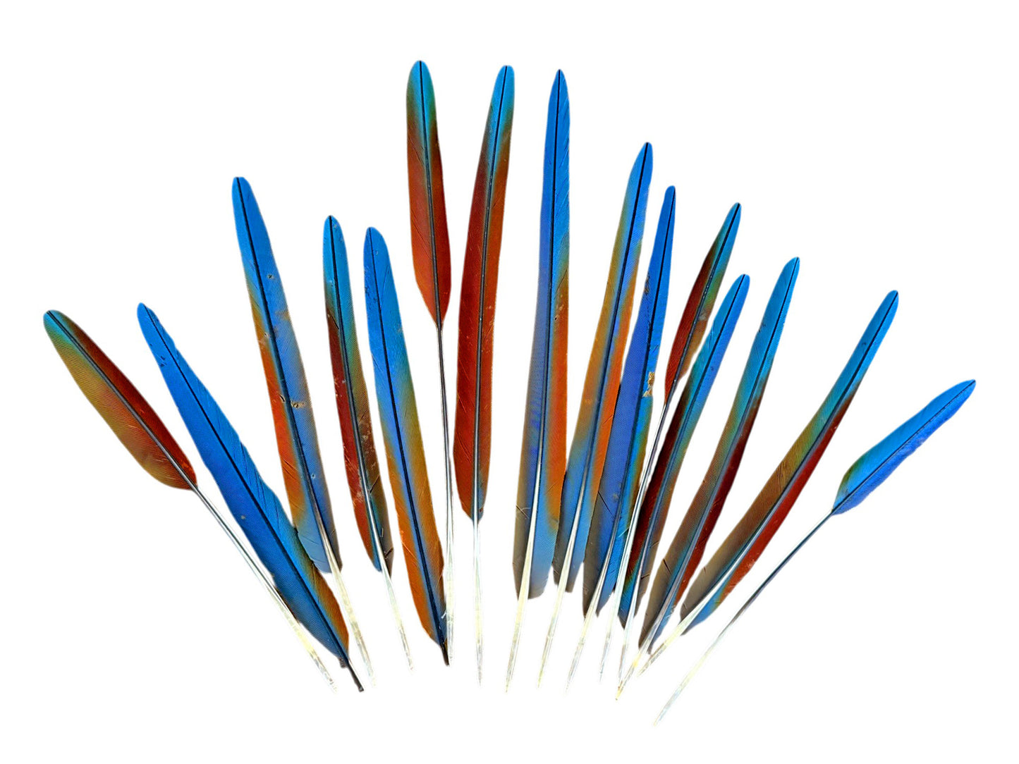 Complete Set of 15 -9-13" Imperfect Hybrid Ombre Greenwing Macaw Tail Super Long Feather -Rare-